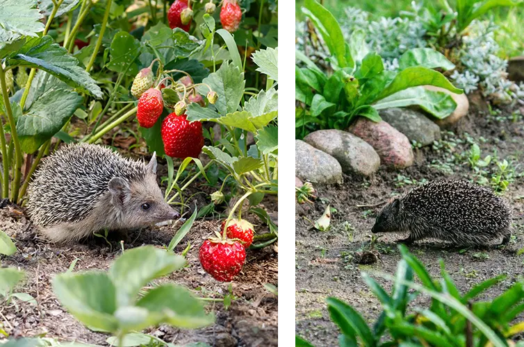 L'animal indispensable du jardin