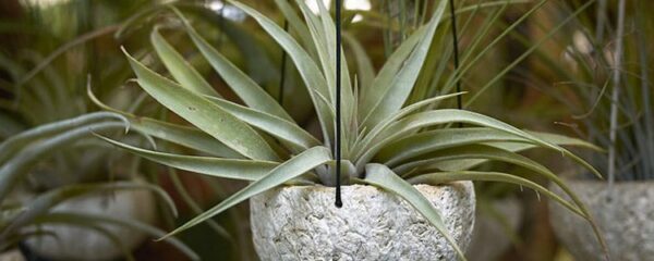 tillandsias