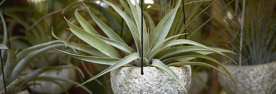 tillandsias